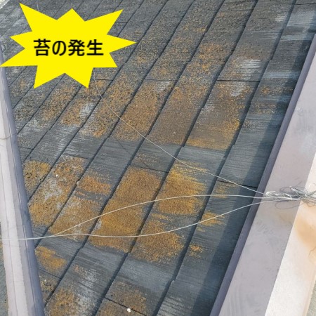 北側の屋根　苔の発生　現地調査